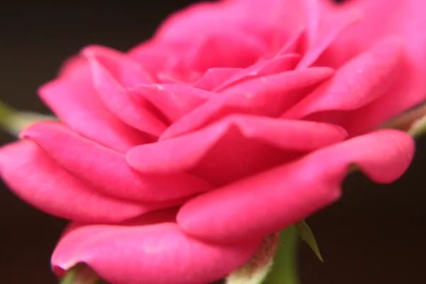 Macro de rosa rosa — Fotografia de Stock