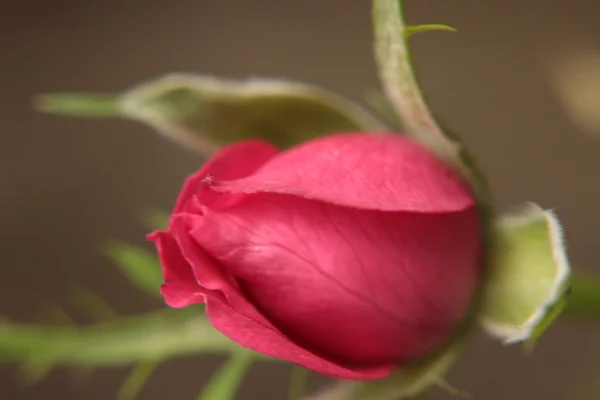 Makro růžové růže — Stock fotografie