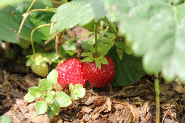 çilek, bush, kırmızı, bitki, çilek
