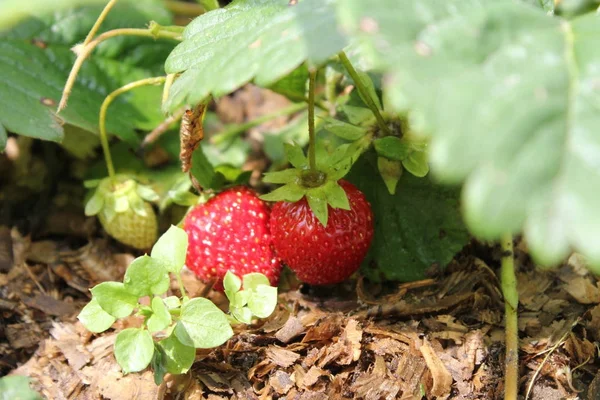 çilek, bush, kırmızı, bitki, çilek