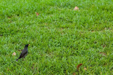 Yeşil otların üzerinde sarı gagalı küçük siyah kuş
