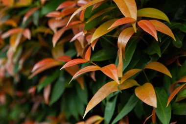 arkaplan yeşil kırmızı yaprak dokusu 