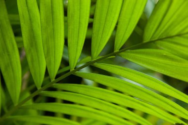 arkaplan yeşil yaprak dokusu 