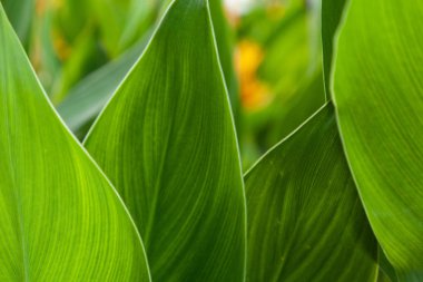 arkaplan yeşil yaprak dokusu 