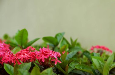 Narin kırmızı pembe çiçekler doğada