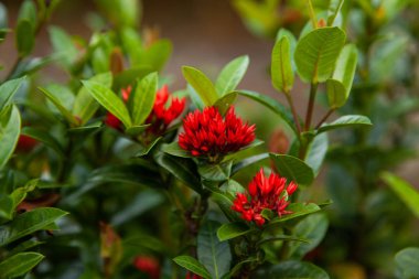 Narin kırmızı pembe çiçekler doğada