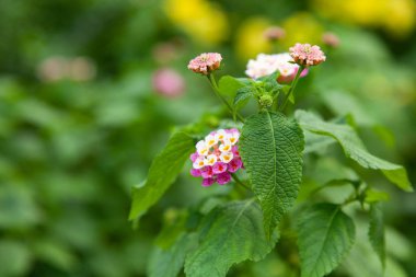 Narin kırmızı pembe çiçekler doğada