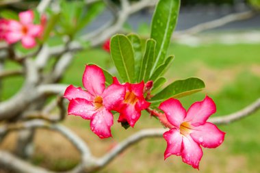 Narin kırmızı pembe çiçekler doğada