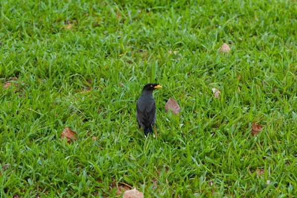 Petit Oiseau Noir Avec Bec Jaune Sur Herbe Verte — Photo