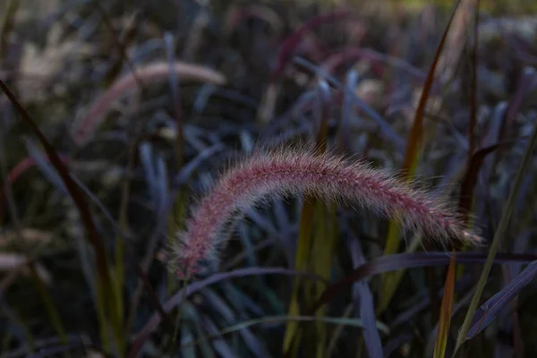 ペニセトゥム脱毛症の美しい柔らかい花 中国のペニセトゥム 噴水草 ドワーフ噴水草 自然の中でフォックステール草 — ストック写真