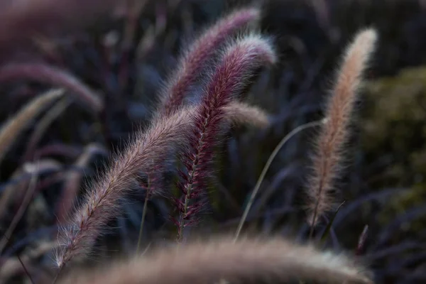 Vackra Mjuka Blommor Pennisetum Alopecuroides Kinesiska Pennisetum Fontän Gräs Dvärg — Stockfoto