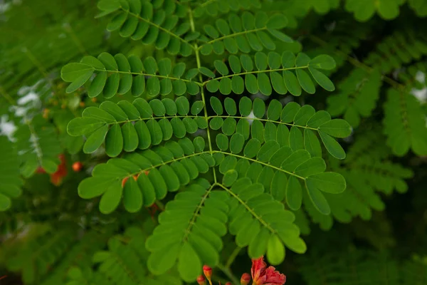 Sfondo Verde Giallo Rosso Foglie Texture — Foto Stock