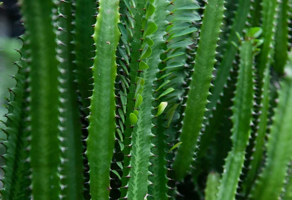 Texture Vertical Green Long Cactus — Stock Photo, Image