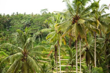 Ubud 'da pirinç terasları, palmiye ağaçları
