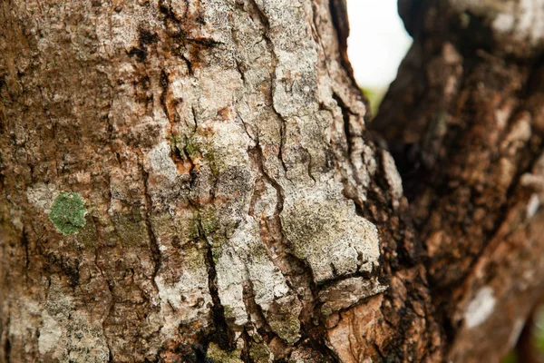 Ağaç Gövdesinin Doğal Dokusu — Stok fotoğraf