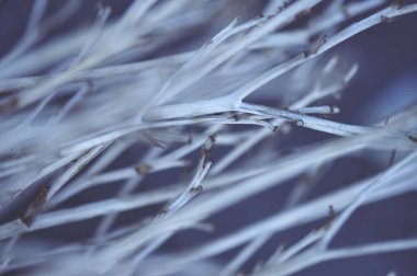 Kuru dallar antika arka plan