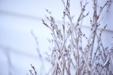 Kuru dallar antika arka plan