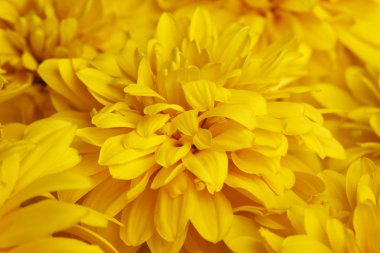 Çiçek sarı rudbeckia makro