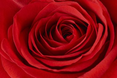 Doku kırmızı gül yaprakları makro