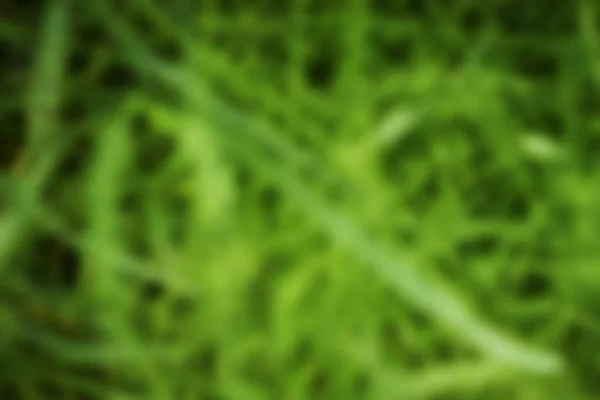 Background of blurred grass — Stock Photo, Image