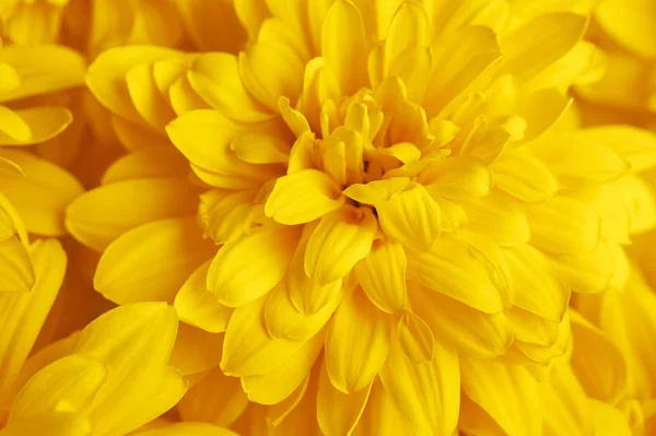 Çiçek sarı rudbeckia makro