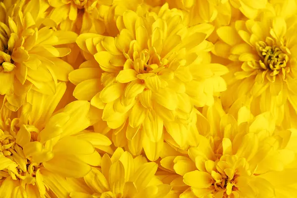 Blomma gul rudbeckia makro — Stockfoto