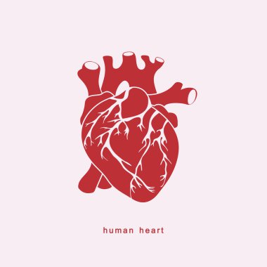 Anatomik olarak doğru insan kalbi