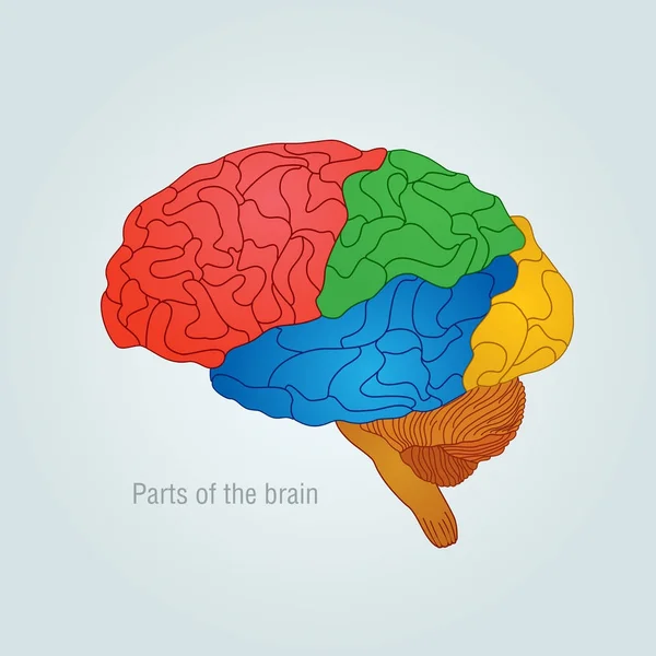 Teile des Gehirns. Farbvektorillustration — Stockvektor