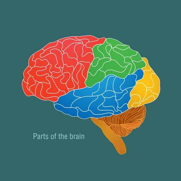 Partes do cérebro. Ilustração vetorial de cores — Vetor de Stock