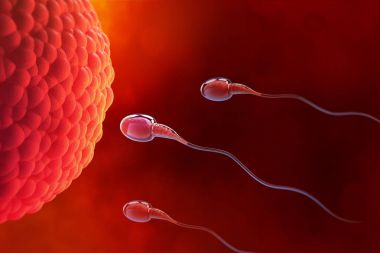 Spermatozoon, yumurta Ovule, doğal gübreleme. tıbbi bir tema üzerinde 3D çizim