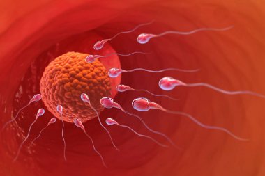 Spermlerinin, yumurta Ovule, doğal gübreleme. tıbbi bir tema üzerinde 3D çizim