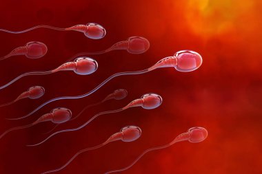 Spermlerinin zafer için acele. Fallop tüpleri hareketi. 3D çizim tıbbi araştırma