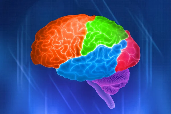 Части Человеческого Мозга Цветовое Обозначение Акций Цифровая Иллюстрация Синем Фоне — стоковое фото