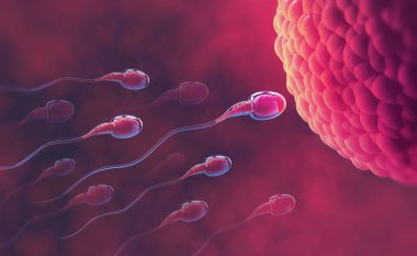 Sperm ve yumurta hücresi. Mikroskop altında. Embriyoloji. Doğal döllenme. Kırmızı arkaplanda 3d illüstrasyon