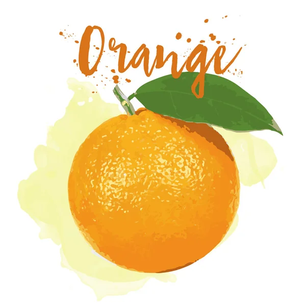 Orange in Aquarell gezeichnet. Vektor Folge 10. — Stockfoto