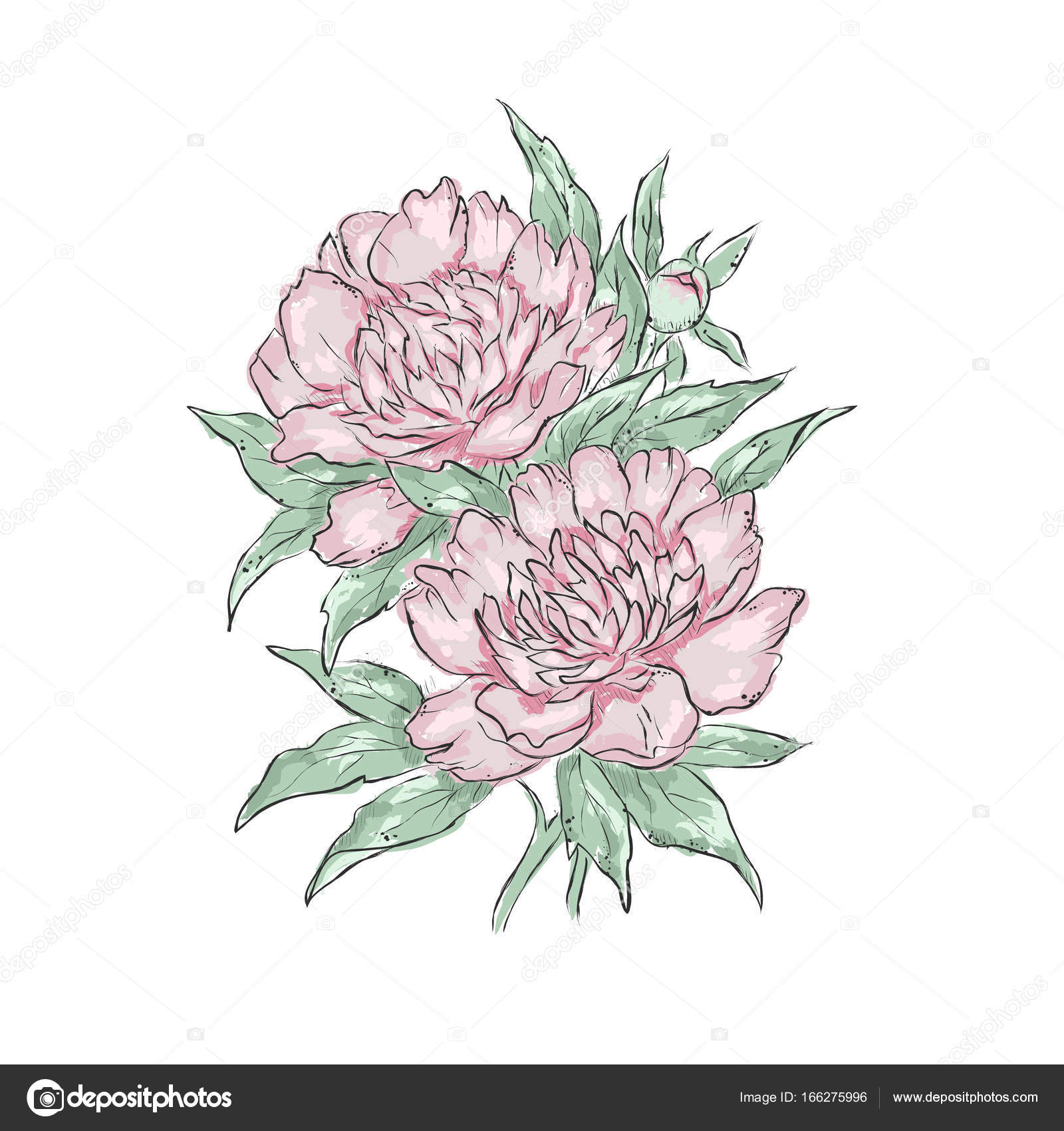 pfingstrose zeichnen blumen zeichnung, pfingstrosen. hand der blume zu zeichnen. vektor-illustration, Design ideen