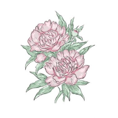 Peonies. El çiçek çizmek. Vektör çizim. 