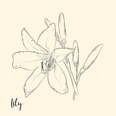  El çiçek çizmek. Vektör çizim.