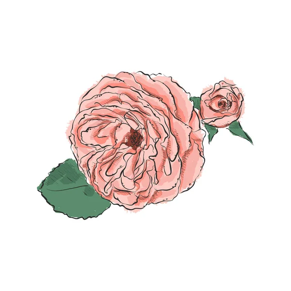 Handzeichnung der Blume. Vektor-Illustration auf weißem Hintergrund. — Stockvektor