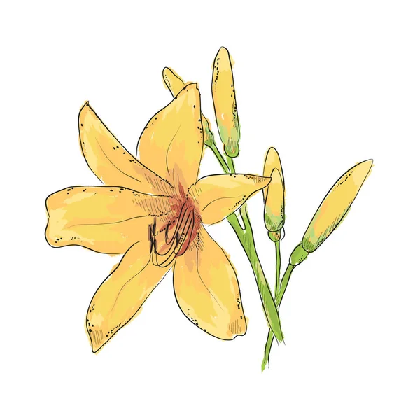 Lírios. Desenho de mão de flor. Ilustração vetorial . — Vetor de Stock