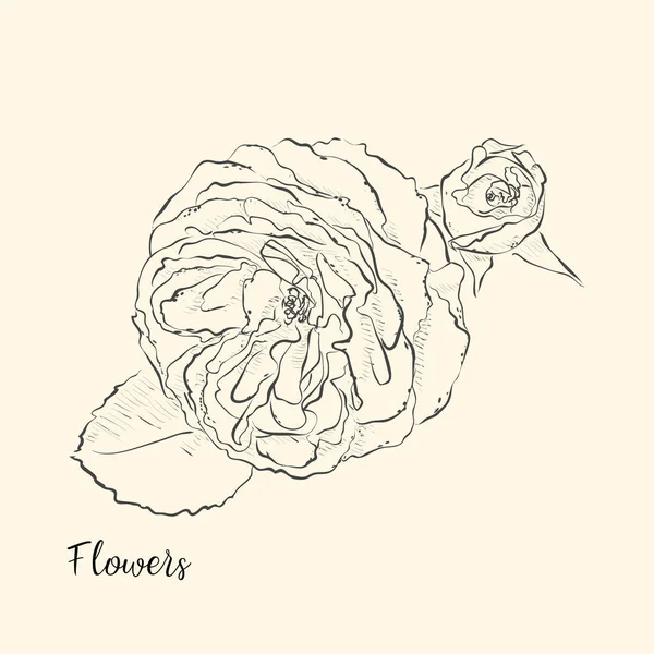  El çiçek çizmek. Vektör çizim.