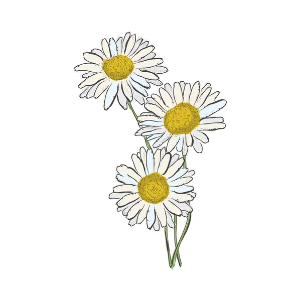 Desenho de mão de flor. Ilustração vetorial sobre fundo branco . — Vetor de Stock