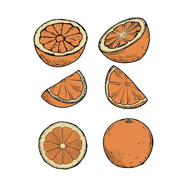Realistische stukjes sinaasappel, rijpe oranje. Set van vruchten. Hand getrokken — Stockvector