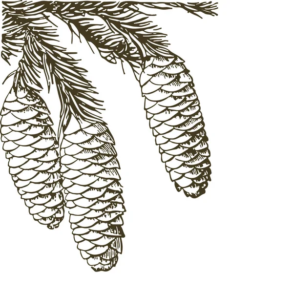 Ramos de coníferas de árvores com cones: pinheiro, abeto, abeto, cipreste —  Vetores de Stock