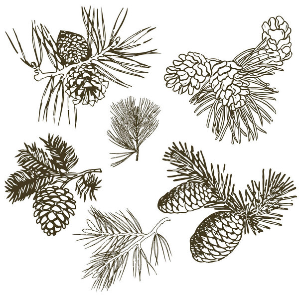 Coniferous branches of trees with cones: pine, spruce, fir, cypr