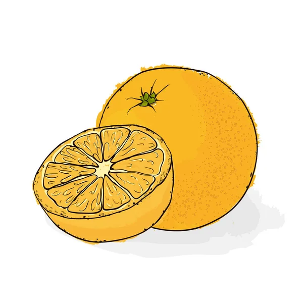 Dojrzałe soczysta pomarańcza. Martwa natura z owocami... Ręcznie rysowane wektor chory — Wektor stockowy