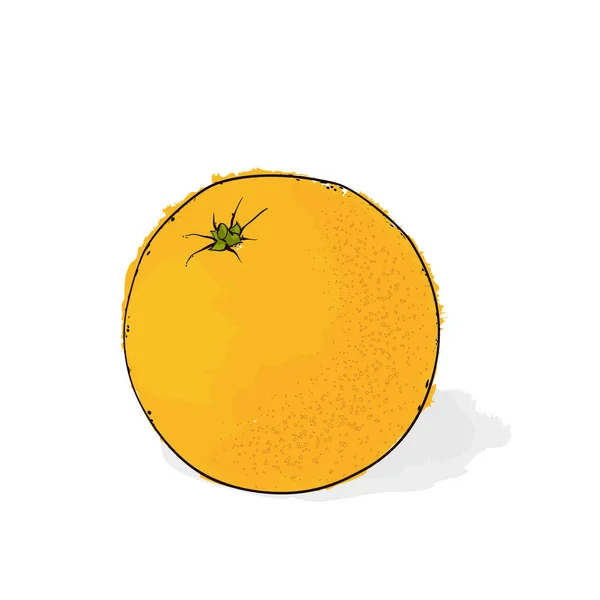 Moget saftig apelsin. Stilleben från frukt... Hand dras vektor sjuk — Stock vektor