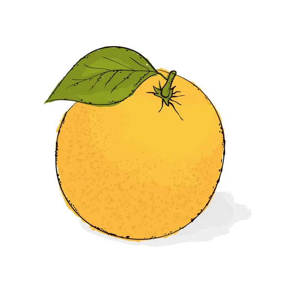 Orange juteuse mûre. Nature morte de fruits.. Vecteur dessiné à la main malade — Image vectorielle