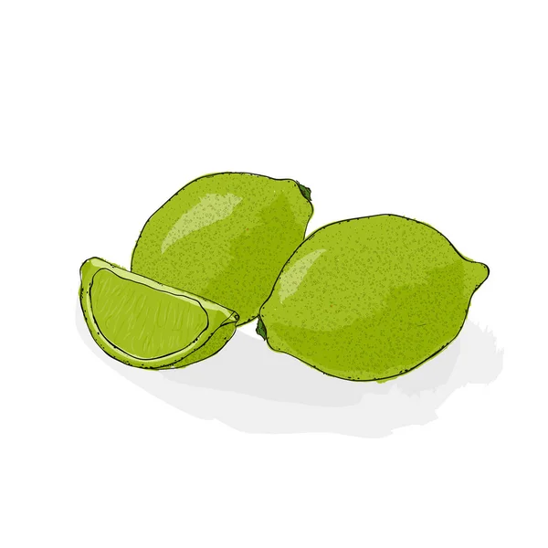 Groene en zure kalk. Stilleven van fruit. Hand getekende vectorillustratie op een witte achtergrond. — Stockvector