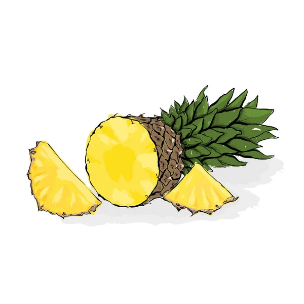 Large exotic pineapple.. Still-life from fruit. Hand drawn vecto — Stock Vector